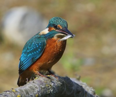 IJsvogel - Common Kingfisher