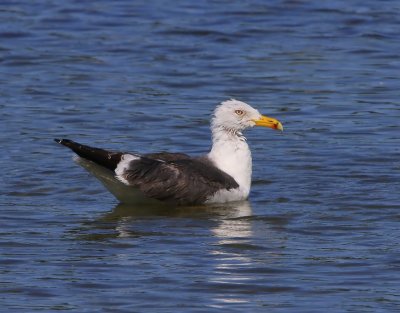 Kleine Mantelmeeuw - Lesser Black-backed Gull