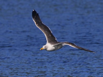 Kleine Mantelmeeuw - Lesser Black-backed Gull