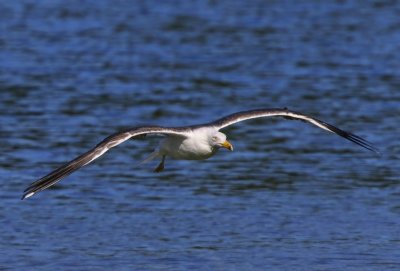 Kleine Mantelmeeuw - Lesser Black-backed Gull