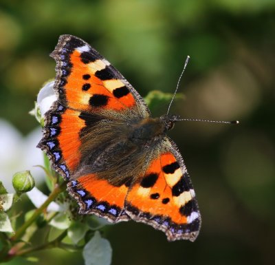 Kleine Vos - Small Tortoiseshell