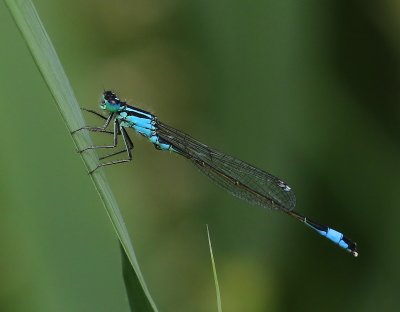 Lantaarntje - Blue-tailed Damselfly