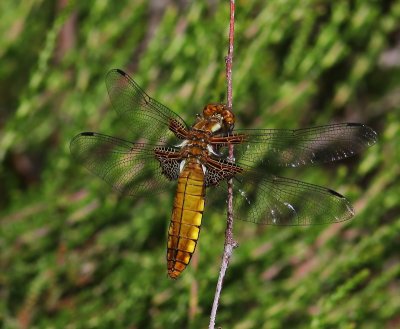 Platbuik - Broad-bodied Chaser