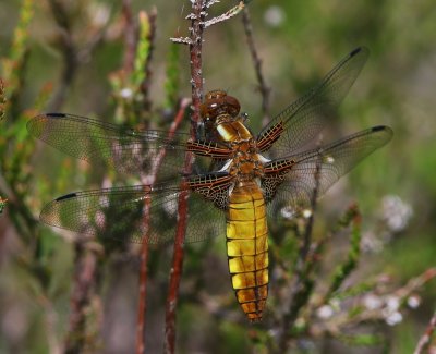 Platbuik - Broad-bodied Chaser