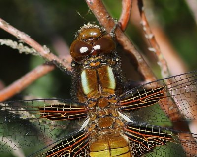 Platbuik - Broad-bodied Chaser