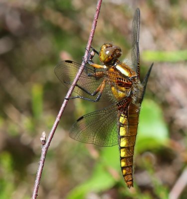 Platbuik - Broad-bodied Chaser