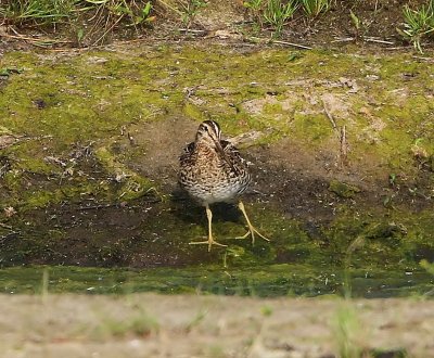 Poelsnip - Great Snipe