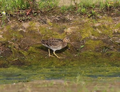 Poelsnip - Great Snipe
