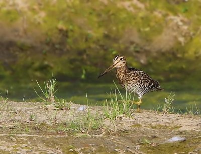 Poelsnip - Great Snipe