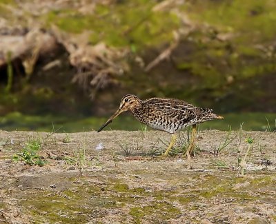 Poelsnip - Great Snipe