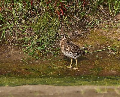 Poelsnip - Great Snipe