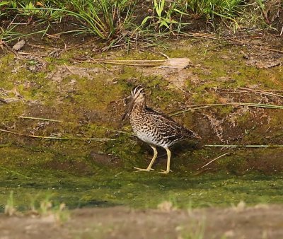 Poelsnip - Great Snipe