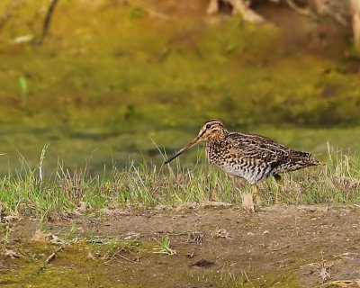 Poelsnip - Great Snipe