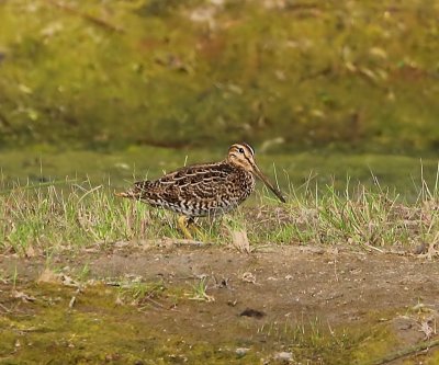 Poelsnip - Great Snipe