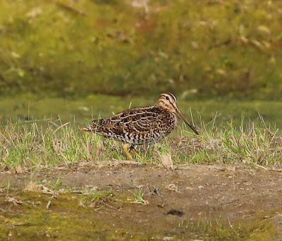 Poelsnip - Great Snipe