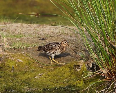 Poelsnip - Great Snipe