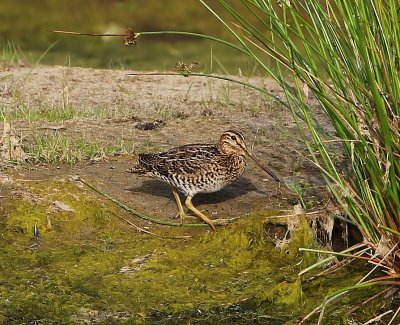 Poelsnip - Great Snipe