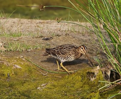 Poelsnip - Great Snipe