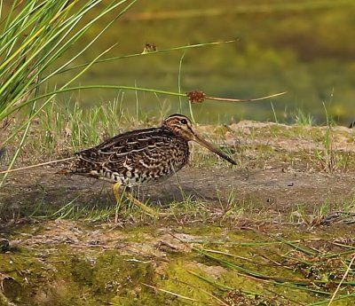 Poelsnip - Great Snipe