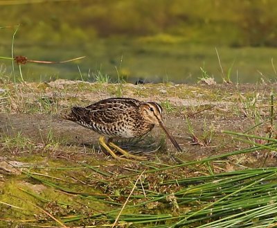 Poelsnip - Great Snipe