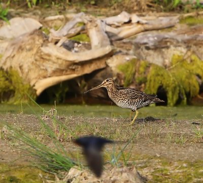 Poelsnip - Great Snipe