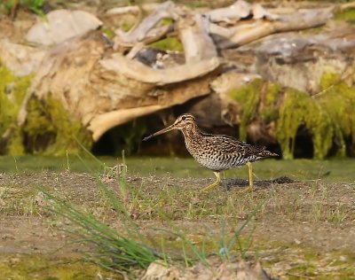 Poelsnip - Great Snipe