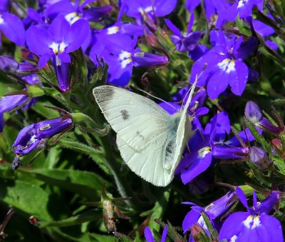 Scheefbloemwitje - Southern Small White