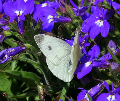 Scheefbloemwitje - Southern Small White