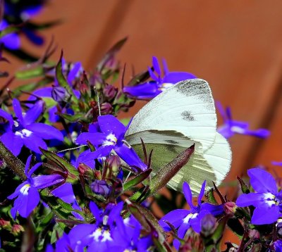 Scheefbloemwitje - Southern Small White