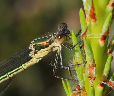 Tangpantserjuffer - Scarce Emerald Damselfly
