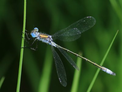 Tangpantserjuffer - Scarce Emerald Damselfly
