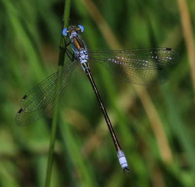 Tangpantserjuffer - Scarce Emerald Damselfly