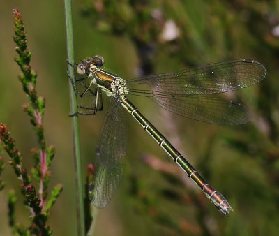 Tangpantserjuffer - Scarce Emerald Damselfly