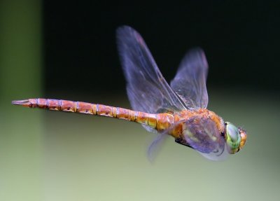 Vroege Glazenmaker - Green-eyed Hawker