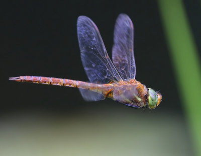 Vroege Glazenmaker - Green-eyed Hawker