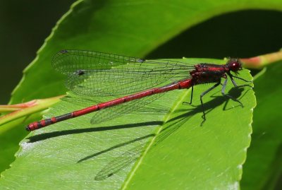 Vuurjuffer - Large Red Damselfly