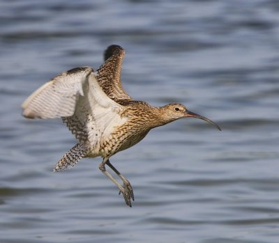 Wulp - Eurasian Curlew