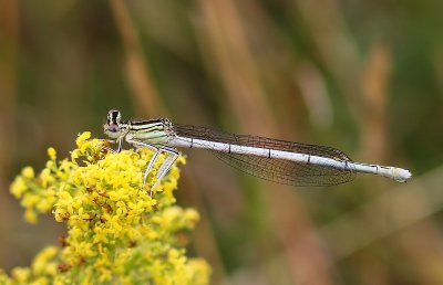 Blauwe Breedscheenjuffer - Blue Featherleg