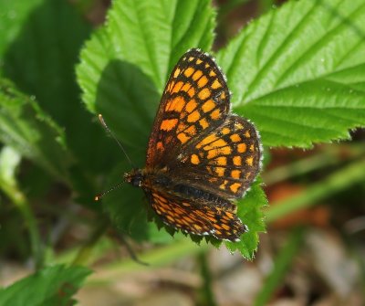 Bosparelmoervlinder - Heath Fritillary