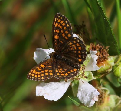 Bosparelmoervlinder - Heath Fritillary