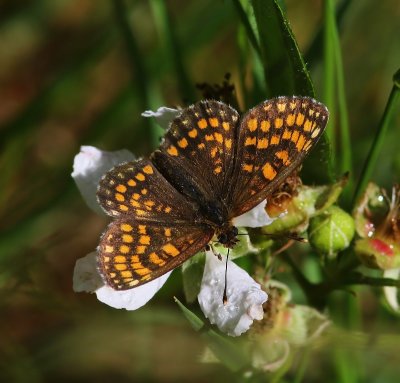 Bosparelmoervlinder - Heath Fritillary