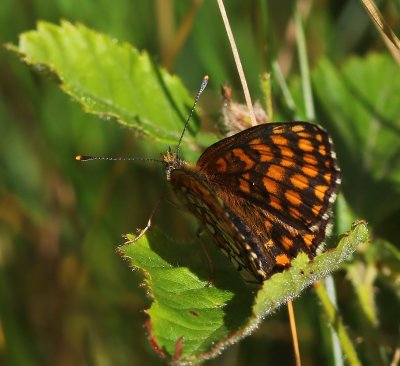 Bosparelmoervlinder - Heath Fritillary
