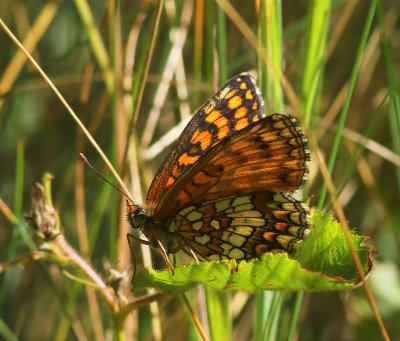 Bosparelmoervlinder - Heath Fritillary