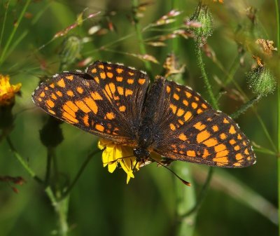 Bosparelmoervlinder - Heath Fritillary