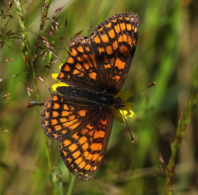 Bosparelmoervlinder - Heath Fritillary