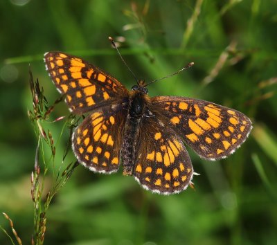 Bosparelmoervlinder - Heath Fritillary