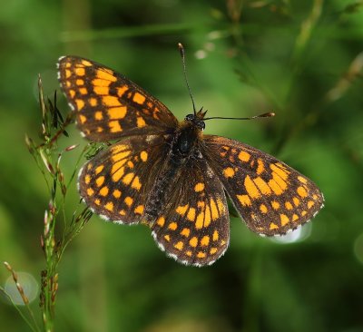 Bosparelmoervlinder - Heath Fritillary