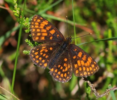 Bosparelmoervlinder - Heath Fritillary