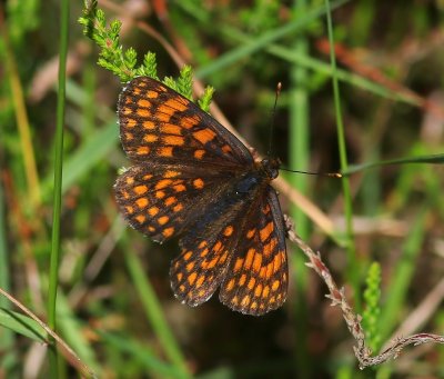 Bosparelmoervlinder - Heath Fritillary