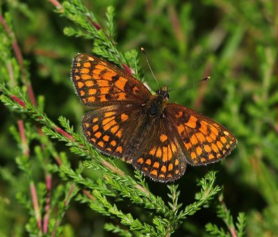 Bosparelmoervlinder - Heath Fritillary